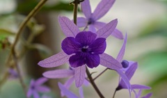 Petrea