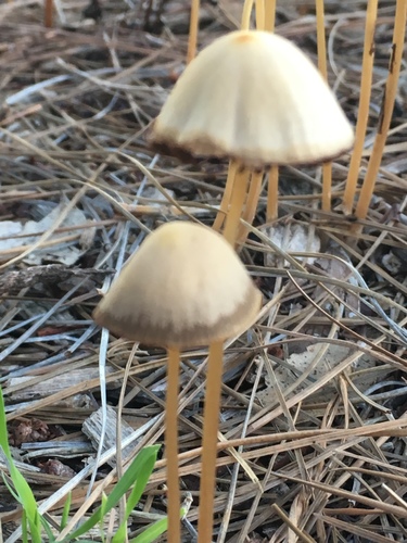 Parasola conopilus image