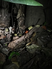 Bolivian Coral Snake photo 3