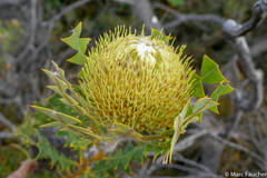 Banksia baxteri