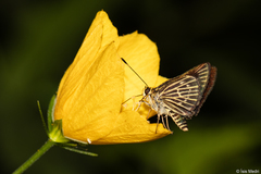 Callimormus interpunctata
