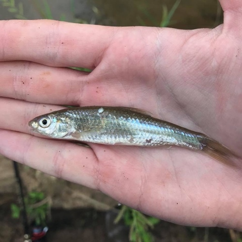 Eastern Silvery Minnow