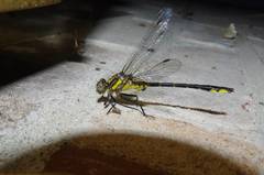 Phanogomphus quadricolor