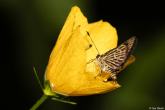 Callimormus interpunctata