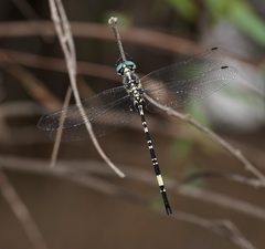 Parasynthemis regina