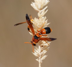 Anterhynchium nigrocinctum