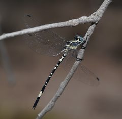 Parasynthemis regina