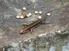 Plestiodon japonicus