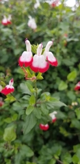 Salvia microphylla
