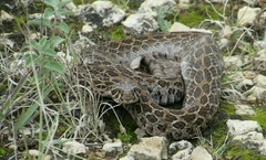 Crotalus polystictus