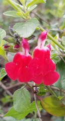 Salvia microphylla