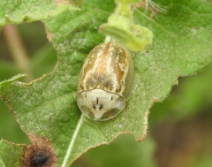 Physonota arizonae
