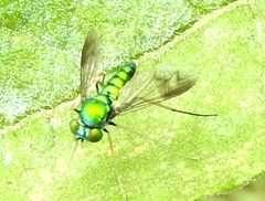 Condylostylus comatus