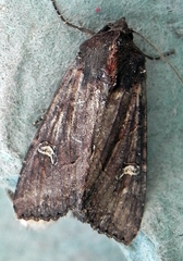 Helotropha reniformis