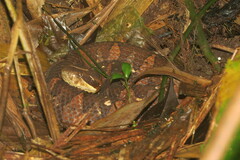 Picado's Pit Viper photo 5