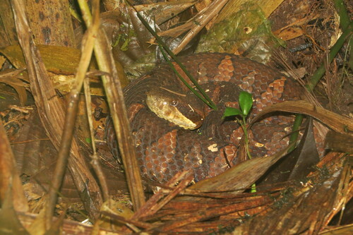 Photo of a Picado's Pit Viper (Atropoides picadoi)