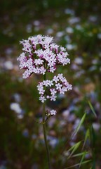 Valeriana italica
