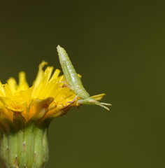 Atractomorpha australis