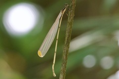 Mecistogaster ornata