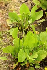 Alisma plantago-aquatica