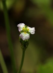 Alisma plantago-aquatica