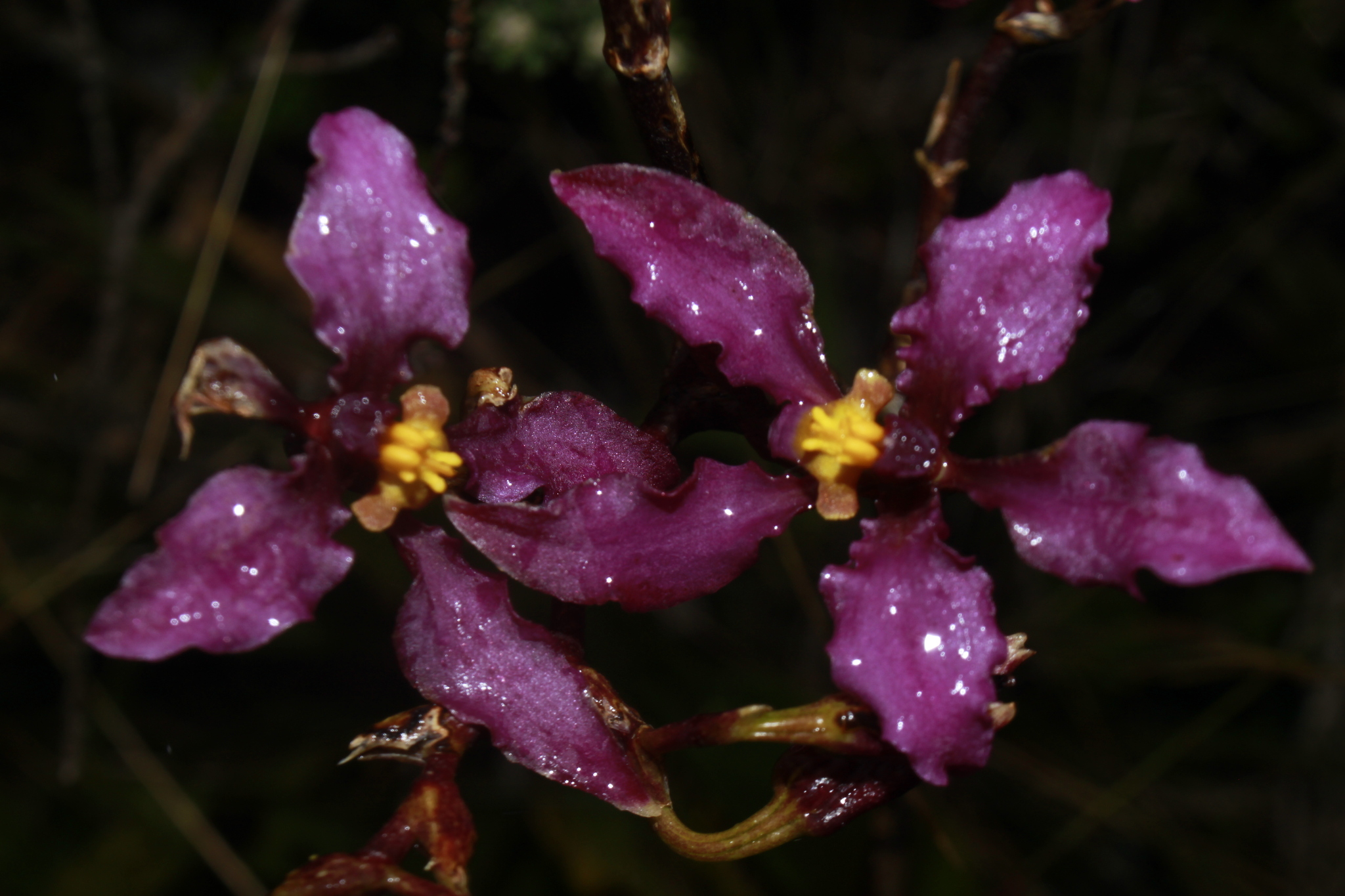 Cyrtochilum ioplocon (Rchb.f.) Dalström 2