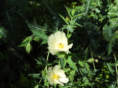 Argemone grandiflora