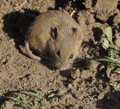 Reithrodontomys fulvescens