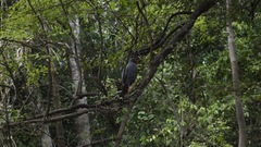 Buteogallus schistaceus