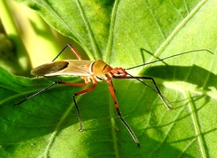 Zelus grassans