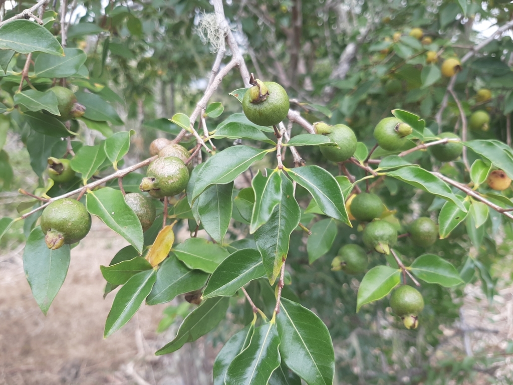 Galapagos Guava