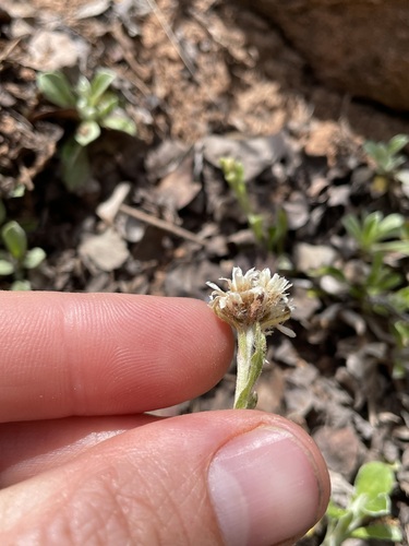 Image of Antennaria marginata by (c) Martin Purdy, some rights reserved (CC BY)