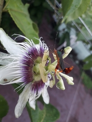 Anisoscelis foliaceus