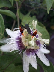 Anisoscelis foliaceus