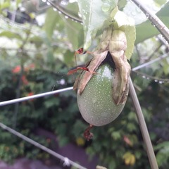 Anisoscelis foliaceus