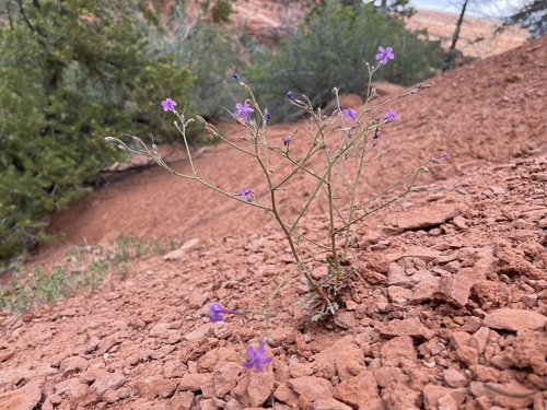 Image of Aliciella haydenii by (c) Martin Purdy, some rights reserved (CC BY)