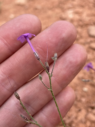 Image of Aliciella haydenii by (c) Martin Purdy, some rights reserved (CC BY)