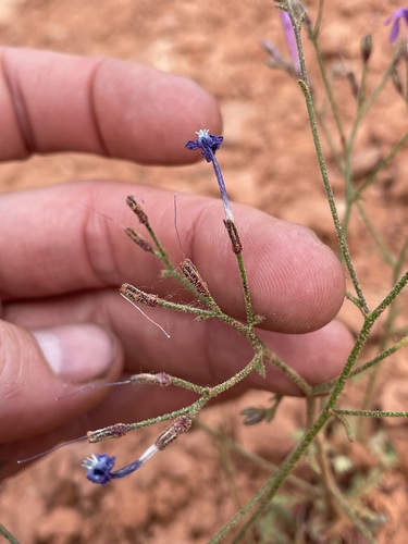 Image of Aliciella haydenii by (c) Martin Purdy, some rights reserved (CC BY)