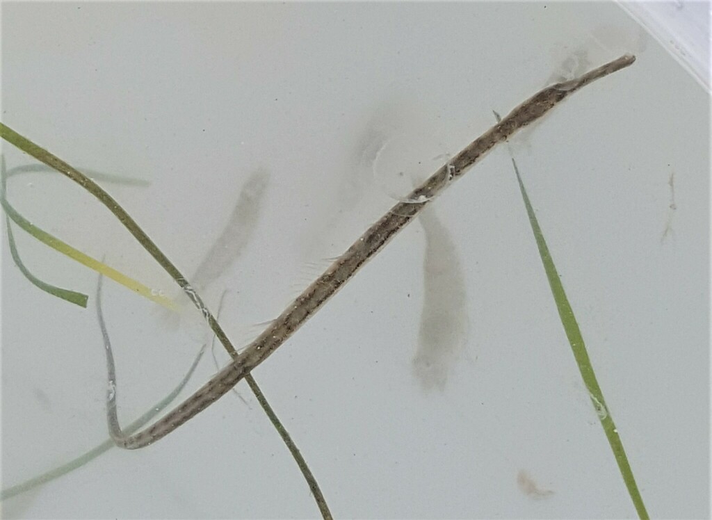 Longsnout pipefish (Leptonotus norae) — Syngnathidae