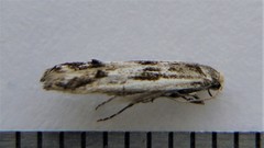 Blastodacna