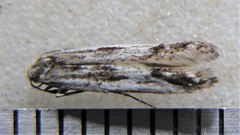 Blastodacna
