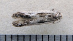 Blastodacna