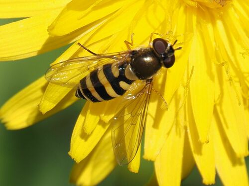 Parasyrphus annulatus