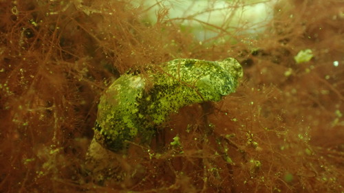 Japanese Bubble Snail, duikstek Dreischor gemaal, Dreischor, Nederland, photo 6 of 10