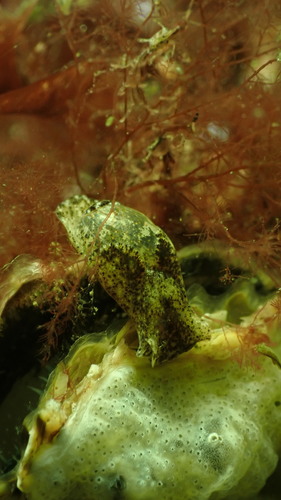Japanese Bubble Snail, duikstek Dreischor gemaal, Dreischor, Nederland, photo 9 of 10