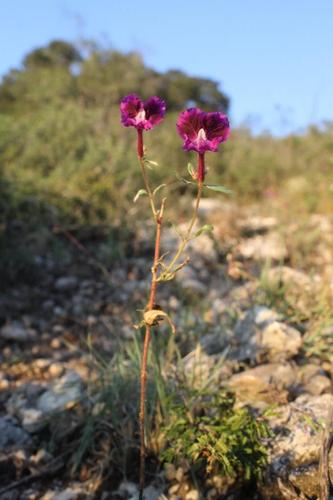 Cuphea lanceolata iNat (3)