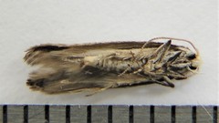 Blastodacna