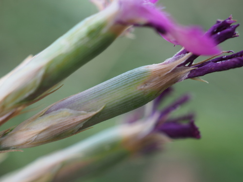 Image of Dianthus scaber by (c) Augustin Soulard, some rights reserved (CC BY)