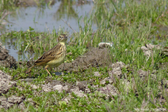Anthus lutescens