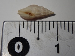 Cerithium